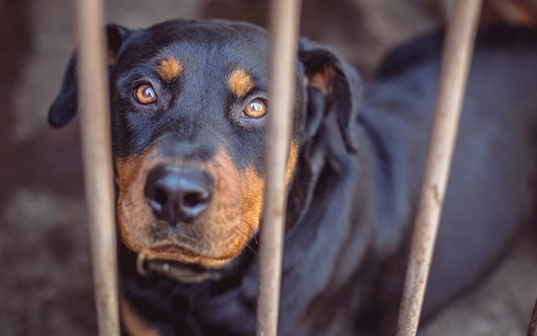 Co grozi za zabicie psa? Perspektywa prawna w Polsce