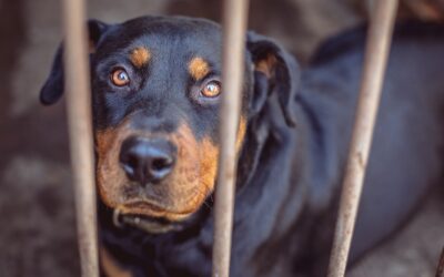 Co grozi za zabicie psa? Perspektywa prawna w Polsce